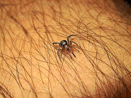 Spider, Bug, Tick, Bite, Danger, Wild, predator, scary, nature HD wallpaper