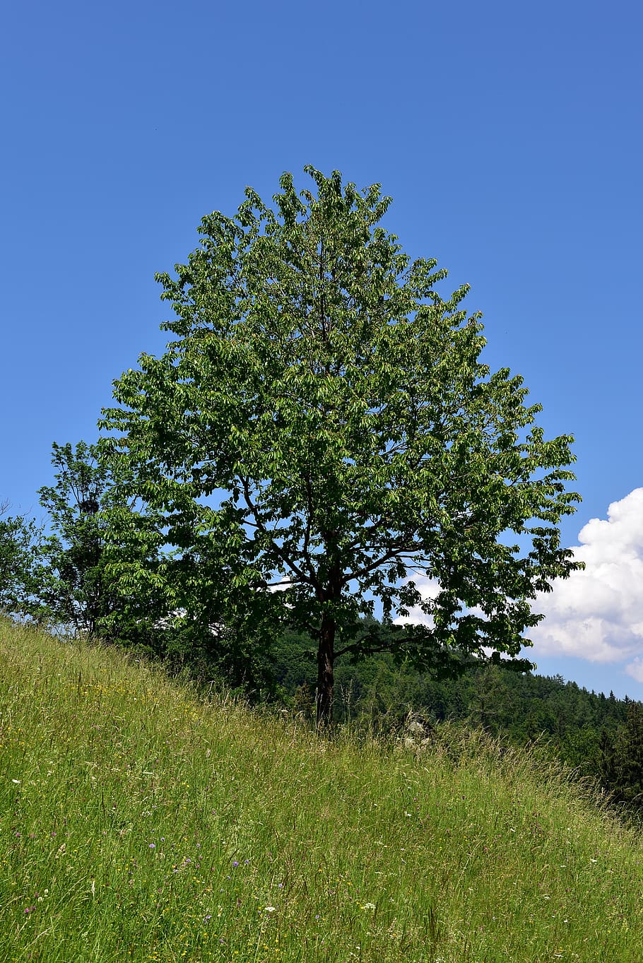 tree, deciduous tree, landscape, nature, meadow, sky, slope HD wallpaper