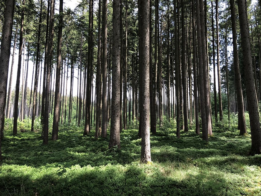 forest, nature tree, landscape, plant, trunk, tree trunk, growth HD wallpaper