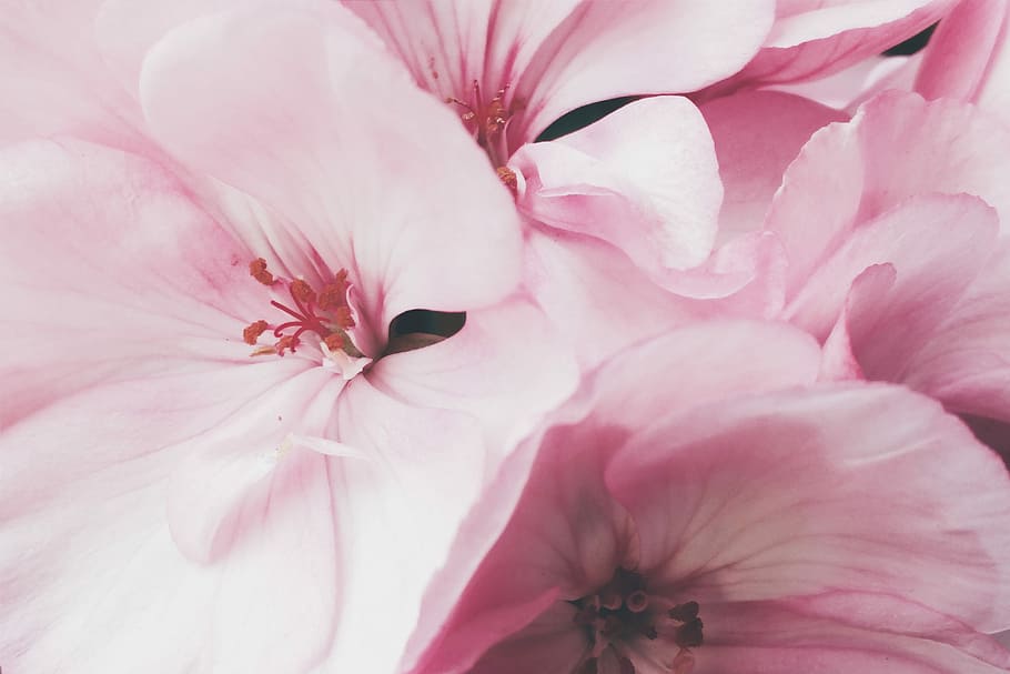 pink petaled flowers, close-up photography of pink orchid flowers HD wallpaper