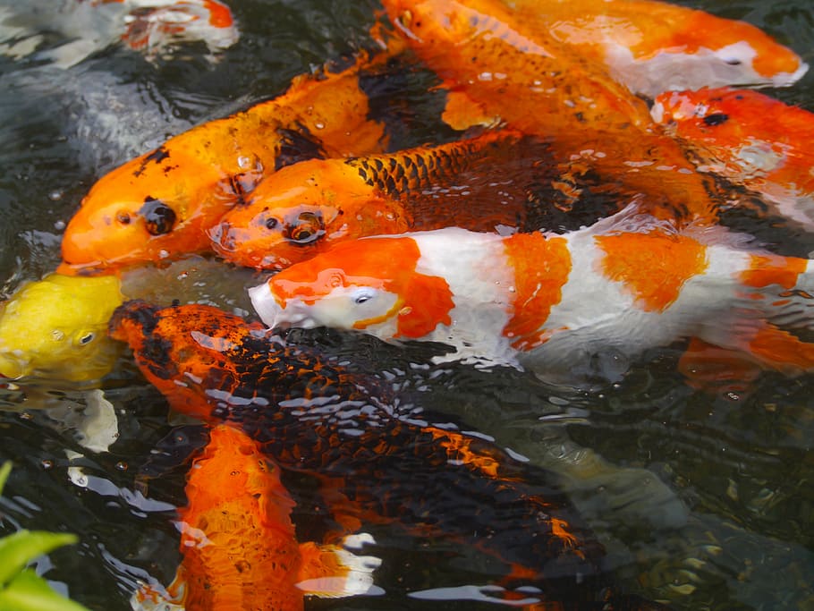 school of koi fishes, aquarium fish, colored carp, breeding HD wallpaper