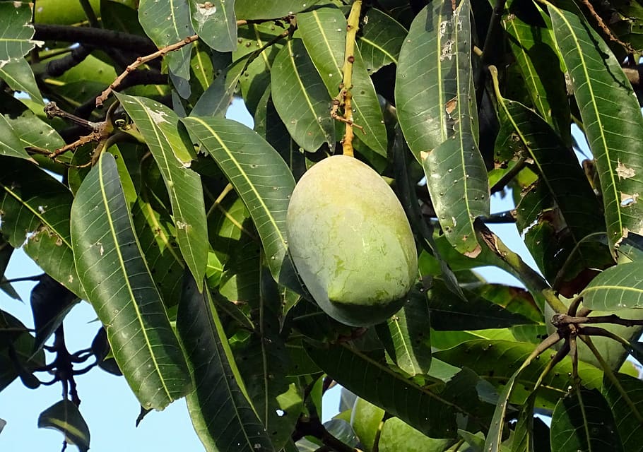 mango, fruit, mangifera indica, tropical, sweet, natural, organic, HD wallpaper