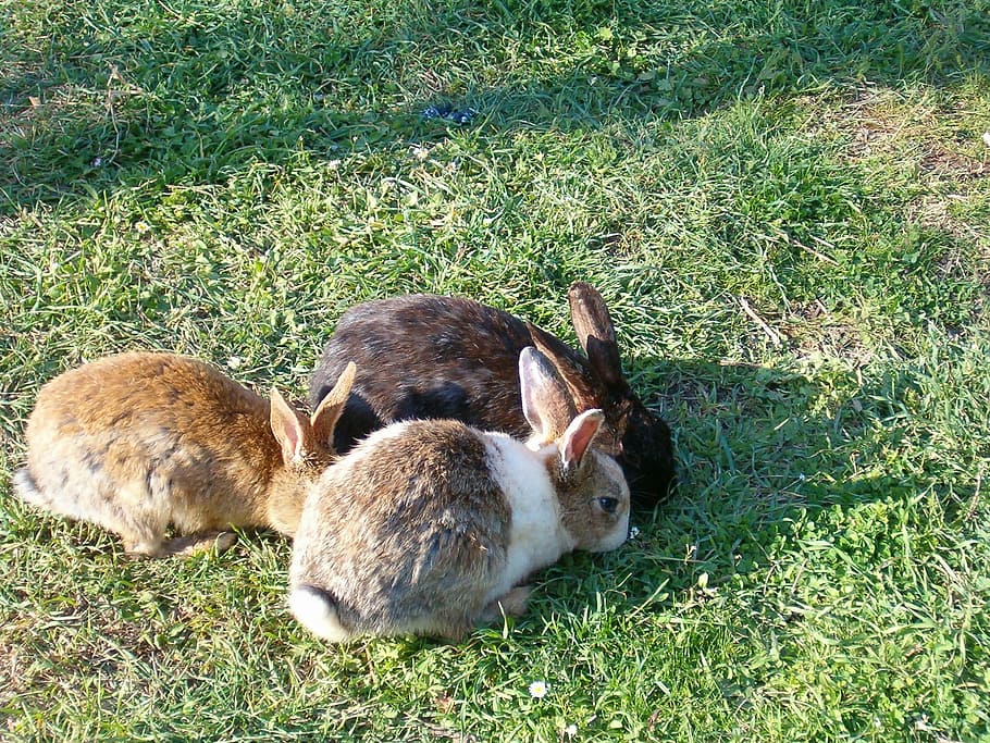 animal, cute, rabbit, grass, mammal, plant, field, animal themes HD wallpaper