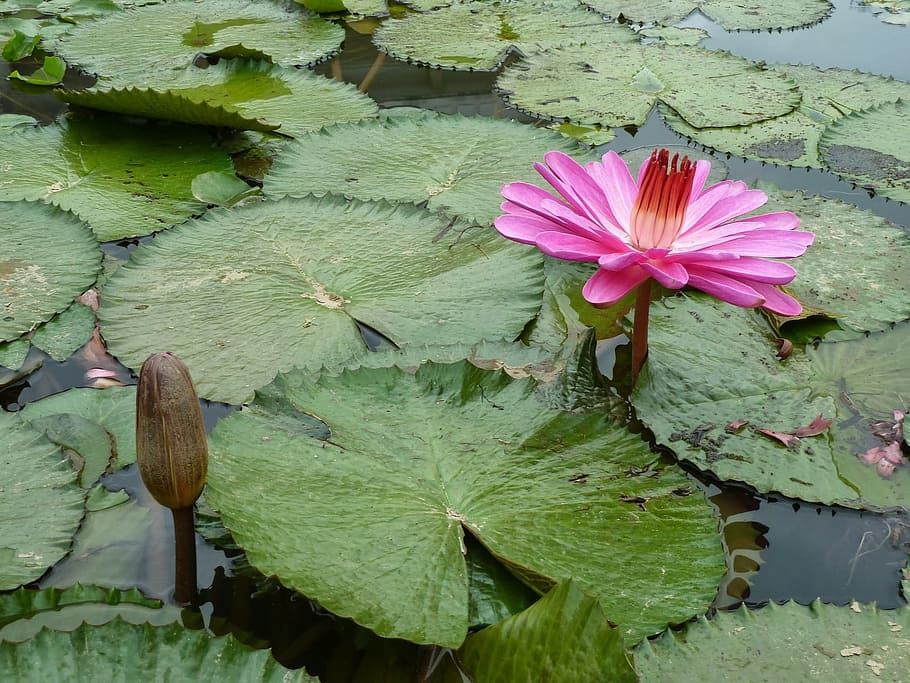 lotus, a pollution mud and not dyed, learning, flower, leaf HD wallpaper