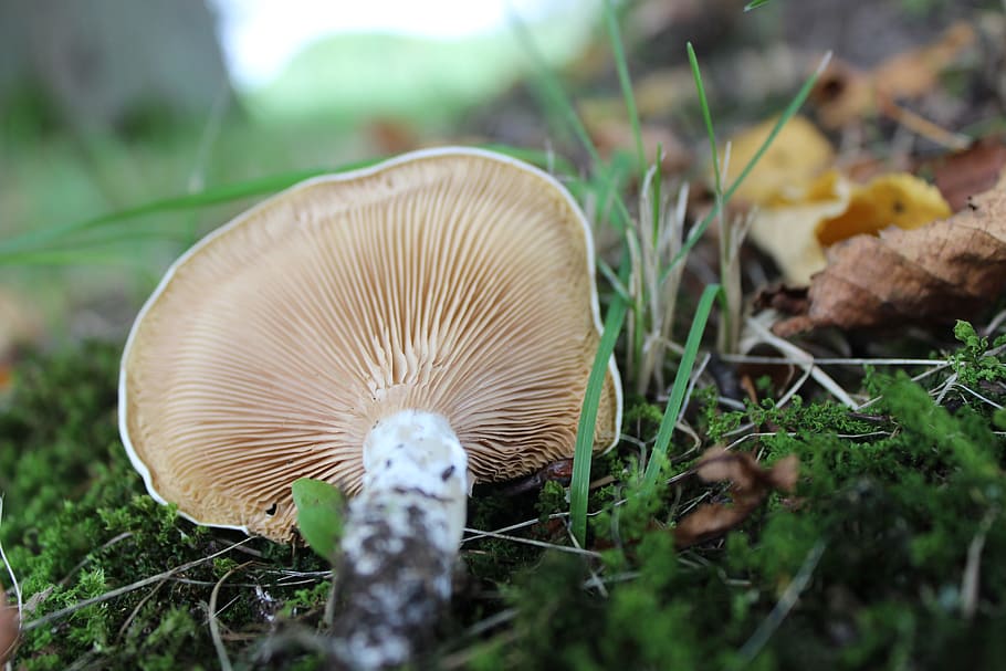 mushroom, grass, leaf, fungus, vegetable, food, plant, toadstool HD wallpaper