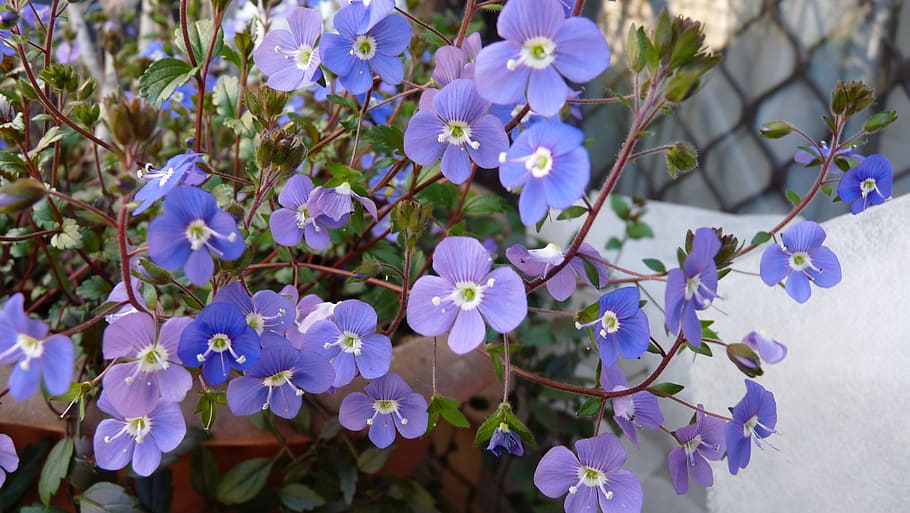 blue, flower, ground cover, flowering plant, fragility, vulnerability HD wallpaper