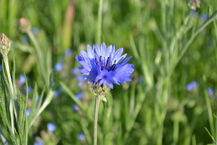 Cornflower, Meadow, Blue, Blossom, Bloom, nature, wild flowers HD wallpaper