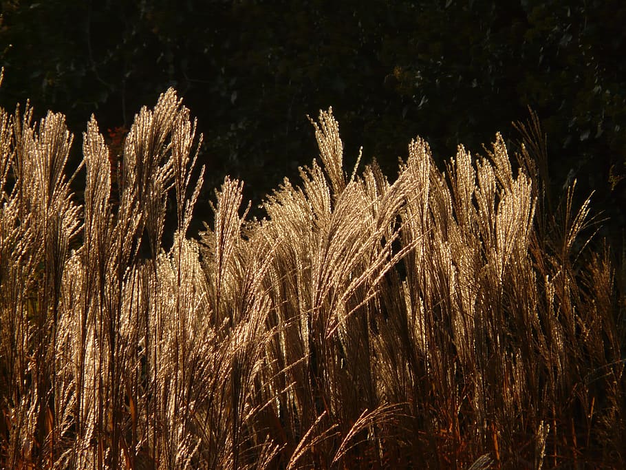 Miscanthus, Miscanthus Sinensis, back light, licorice, poaceae HD wallpaper