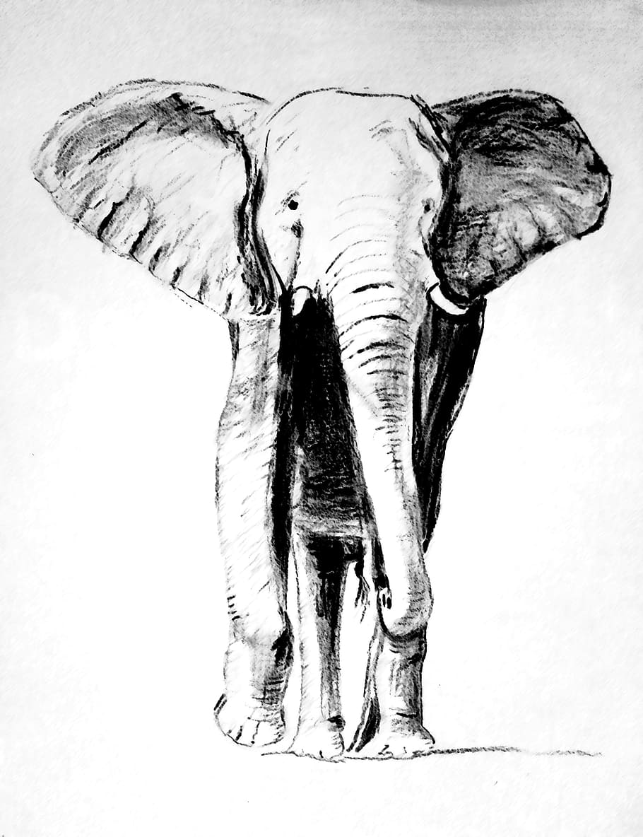 Buy Baby Elephant Art Print Elephant Sketch Elephant Lovers Online in India   Etsy