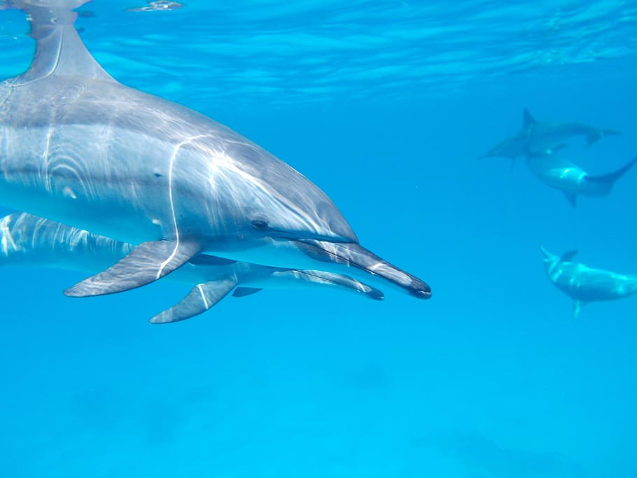 dolphins underwater during daytime, ocean, sea, nature, marine, HD wallpaper