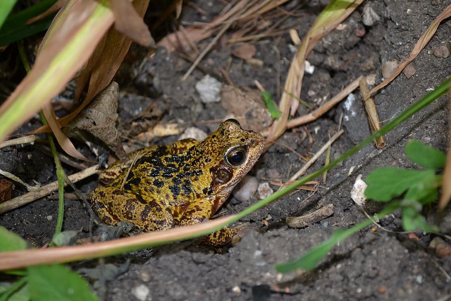 Frog, Amphibians, Common, European, rana temporaria, animal