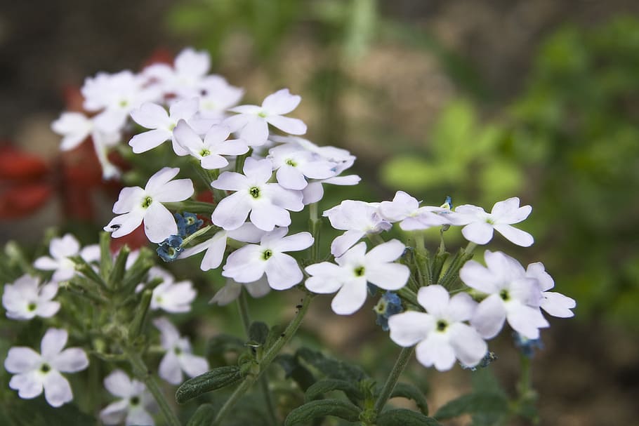 flowers, bouquet, nature, spring, white, flowering plant, vulnerability HD wallpaper
