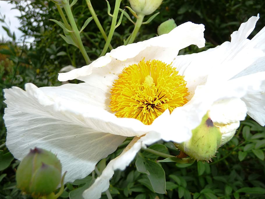 garden, blossom, bloom, white, flower, pistil, nature, flora HD wallpaper