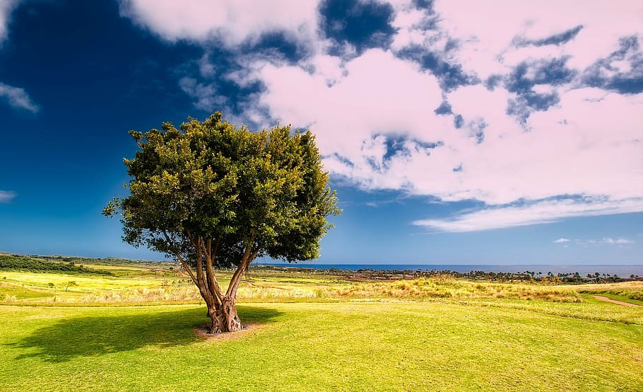 green leafed tree during day time, landscape, scenic, isolated HD wallpaper