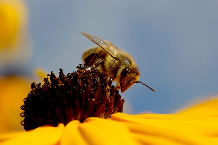 Bee, Flower, Yellow, Sky, Sky, Blue, composites, blossom, bloom HD wallpaper