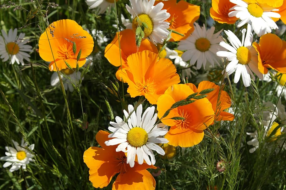 Flower, Orange, Yellow, White, Blossom, nature, petal, bloom HD wallpaper