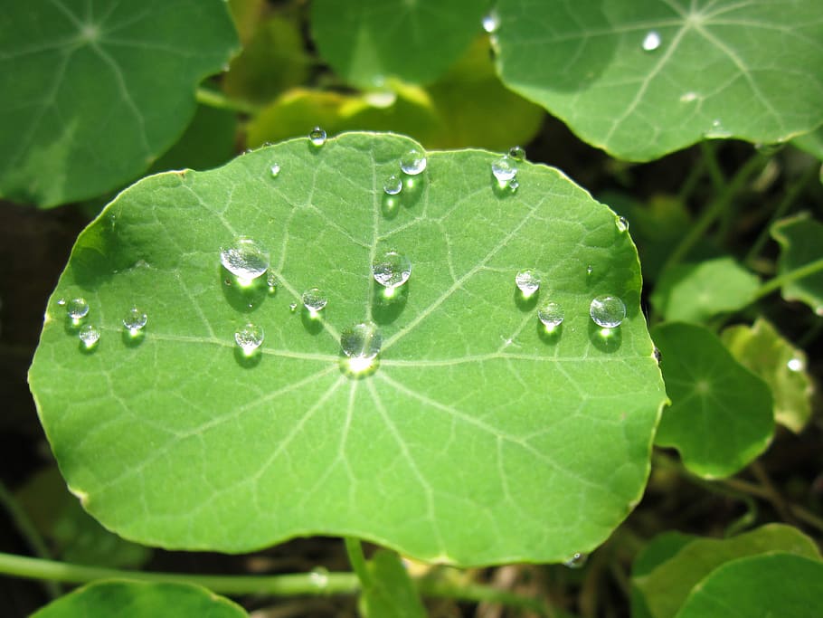 Raindrop, Leaf, Nature, Water, drop of water, green plant, close HD wallpaper