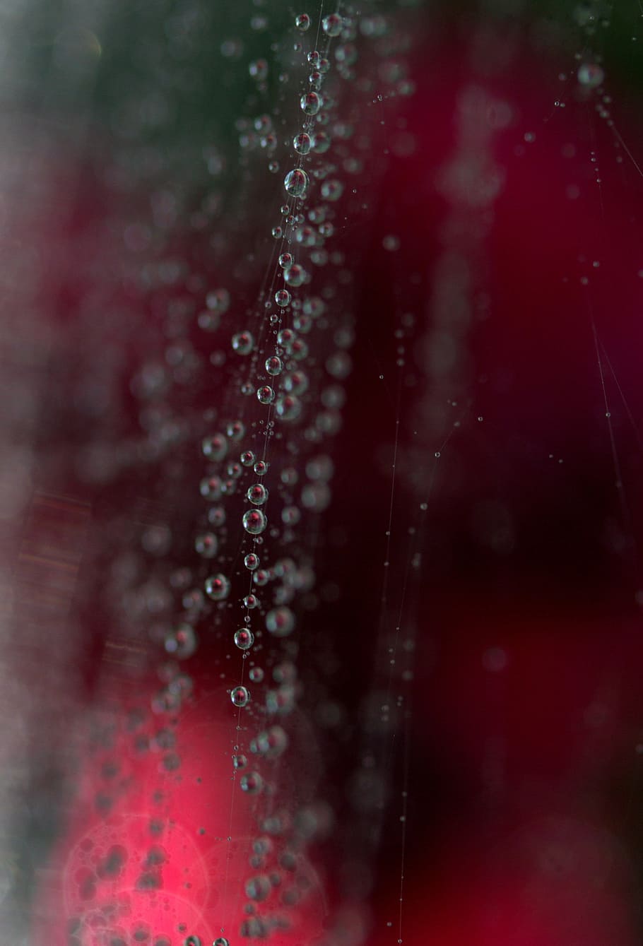 spider web, drops, coloring, dew, place, nature, water, close-up HD wallpaper
