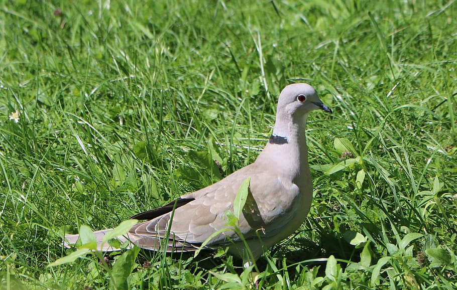 dove, grass, collared, grey, green, birds, nature, neck strips HD wallpaper