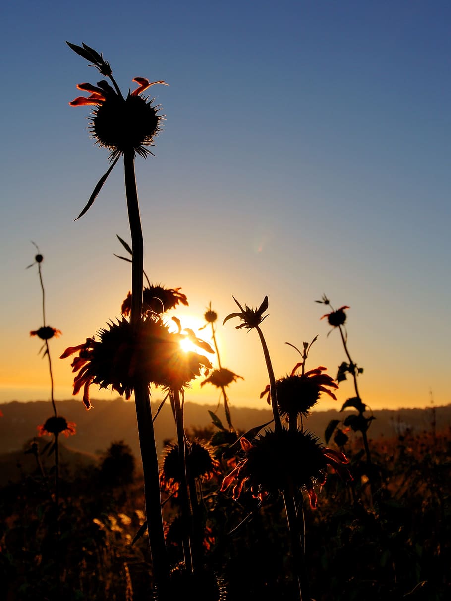 HD wallpaper: Sun, Silhouette, Blue, Gold, Plant, sun rise, horizon ...