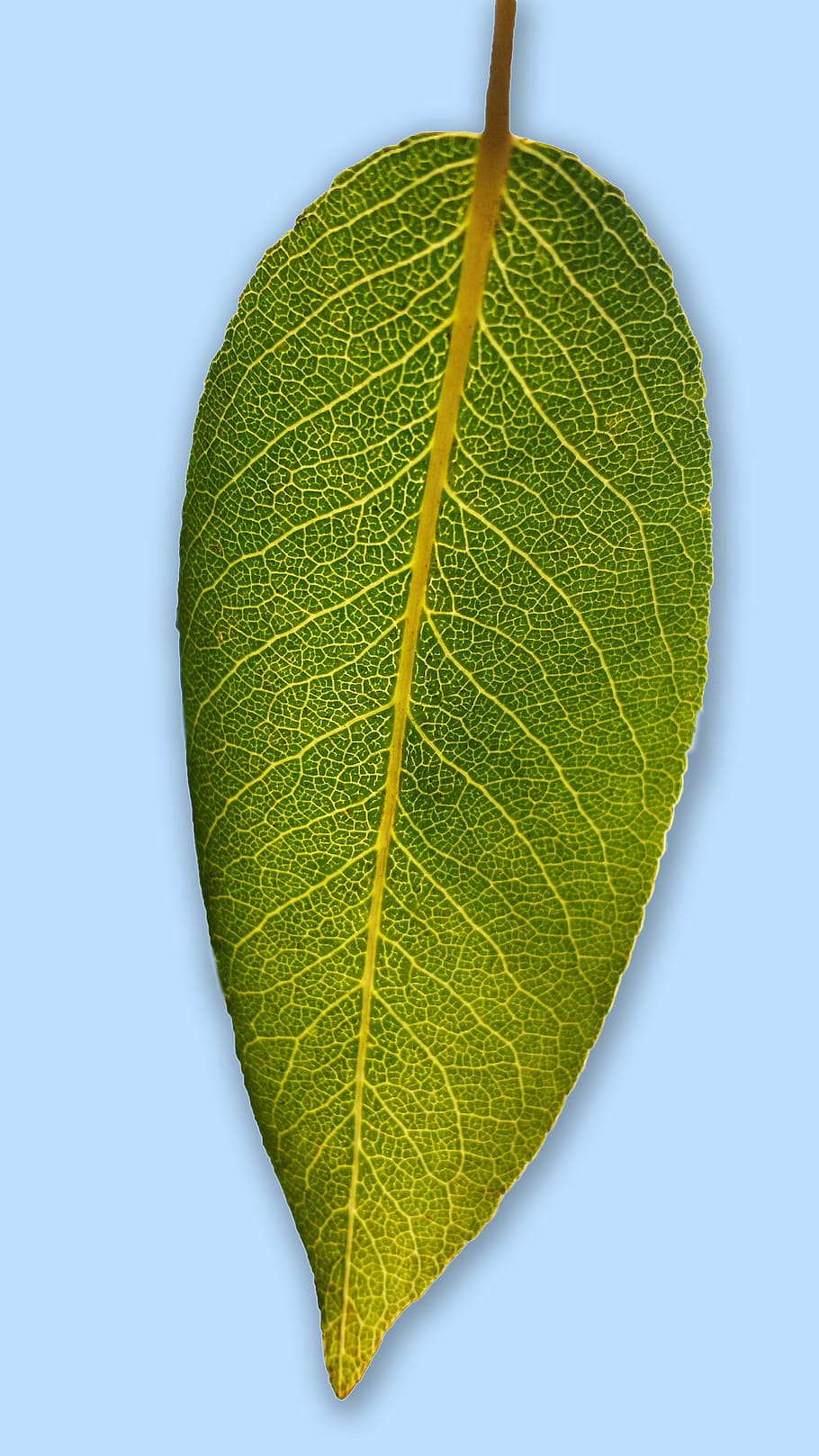 Leaf, Pear, Garden, pear leaf, blattstrucktur, nature, background HD wallpaper