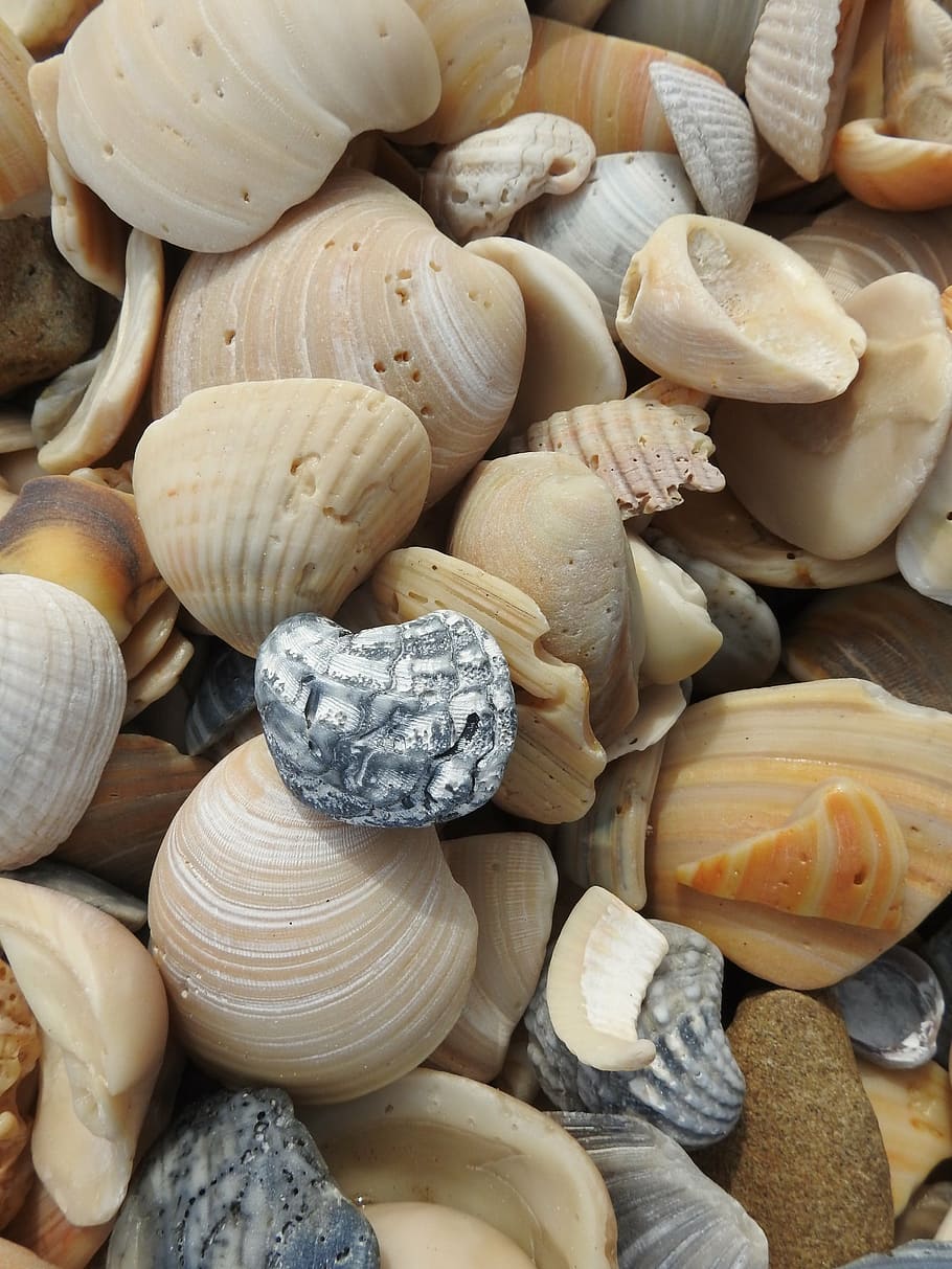 selective focus photography of brown seashells, beach, collection HD wallpaper