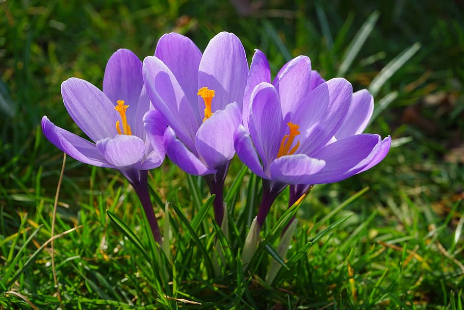 purple crocus flowers in bloom at daytime, green grass, plant HD wallpaper