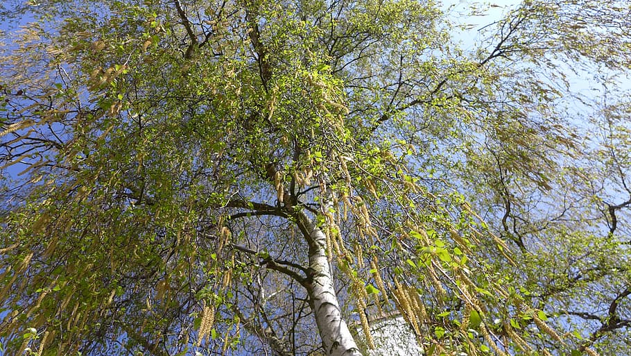birch, spring, tree, skyward, plant, growth, low angle view HD wallpaper