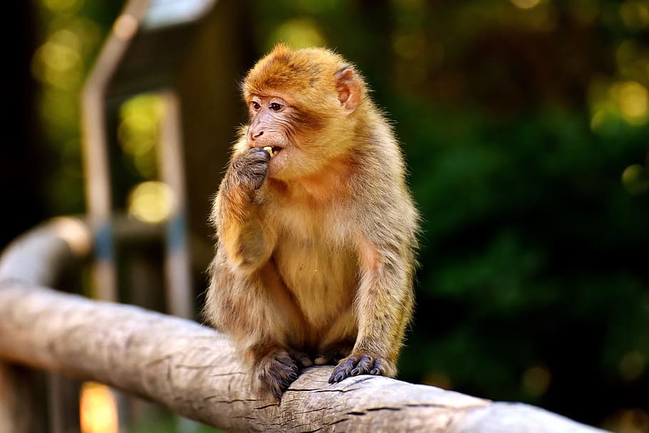 primate sitting on tree branch, Baby Monkey, Barbary Ape, endangered species, HD wallpaper