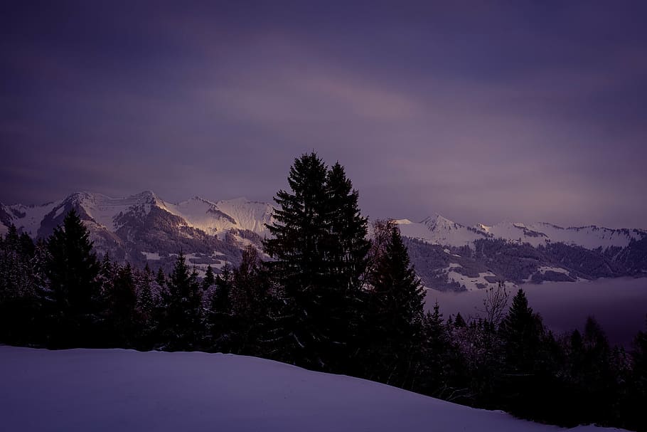 mountain range with snow with pine trees, landscape, wintry HD wallpaper