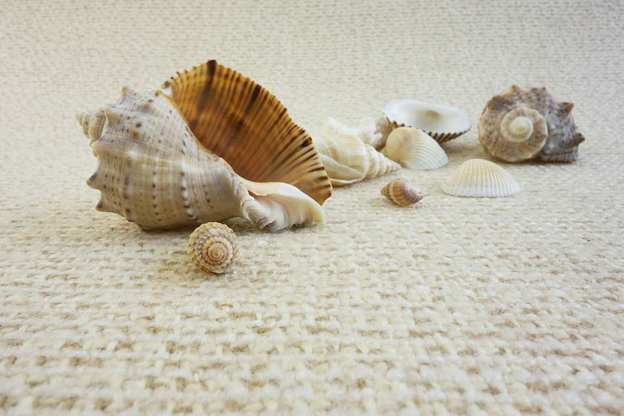 Sink, Shell, Sea, Life, Oceanic, vacation, beach, souvenir HD wallpaper