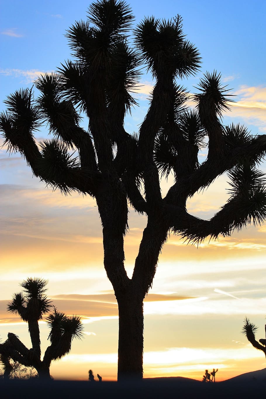 desert, sunset, trees, landscape, evening, night, twilight HD wallpaper