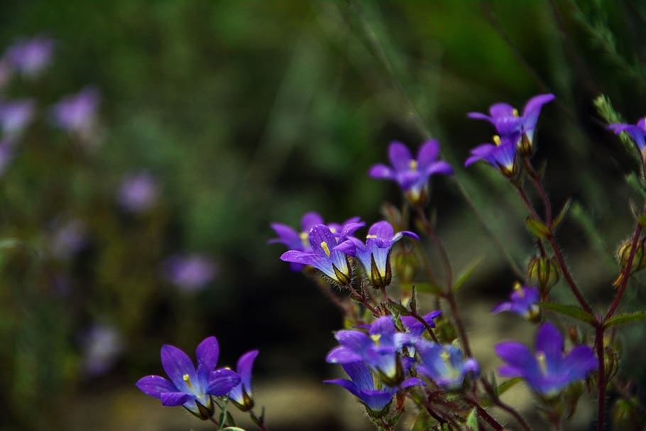 HD wallpaper: wildflowers, the bluebells, spring, nature, flora, purple  flowers | Wallpaper Flare