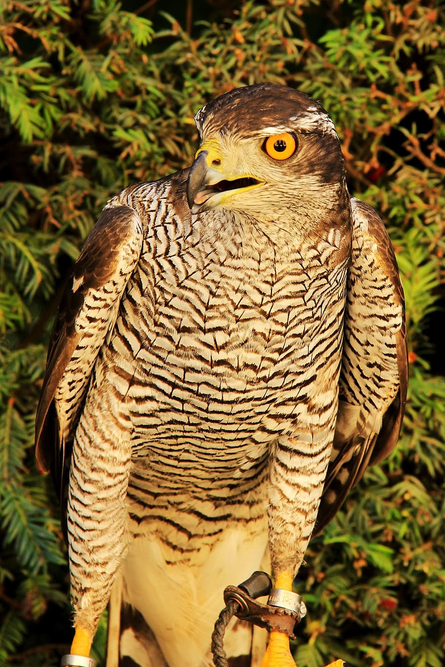Hawk, Predator, Bird, Wild, Falconry, the hawk, breeding raptors HD wallpaper