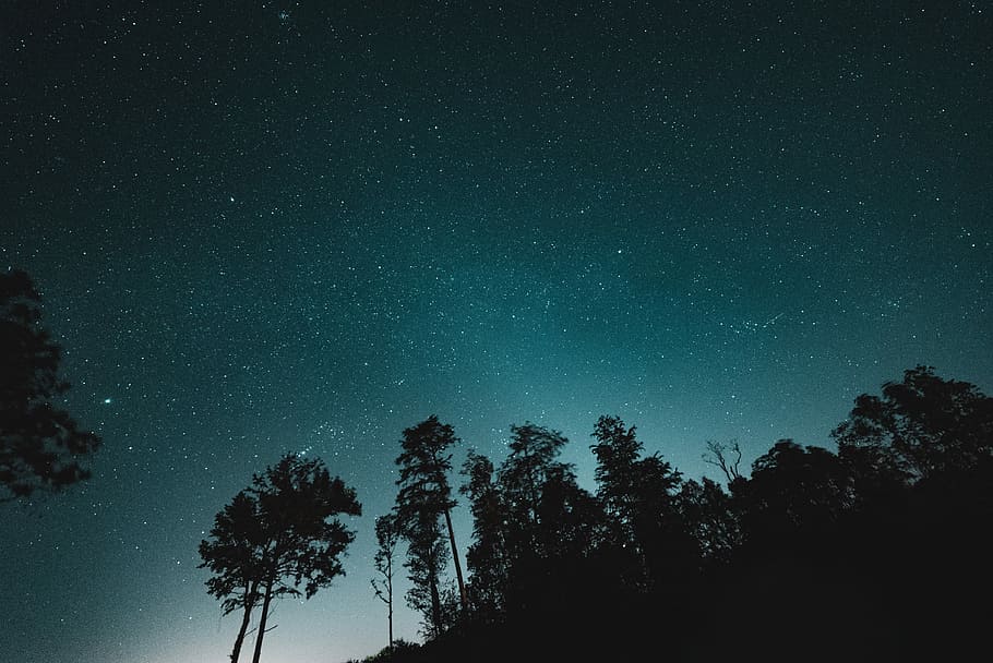milky way over trees wallpaper, silhouette of trees under blue teal sky HD wallpaper