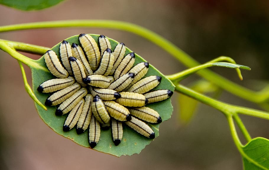 larvae, yellow, black, many, caterpillar, wildlife, leaf, australia HD wallpaper