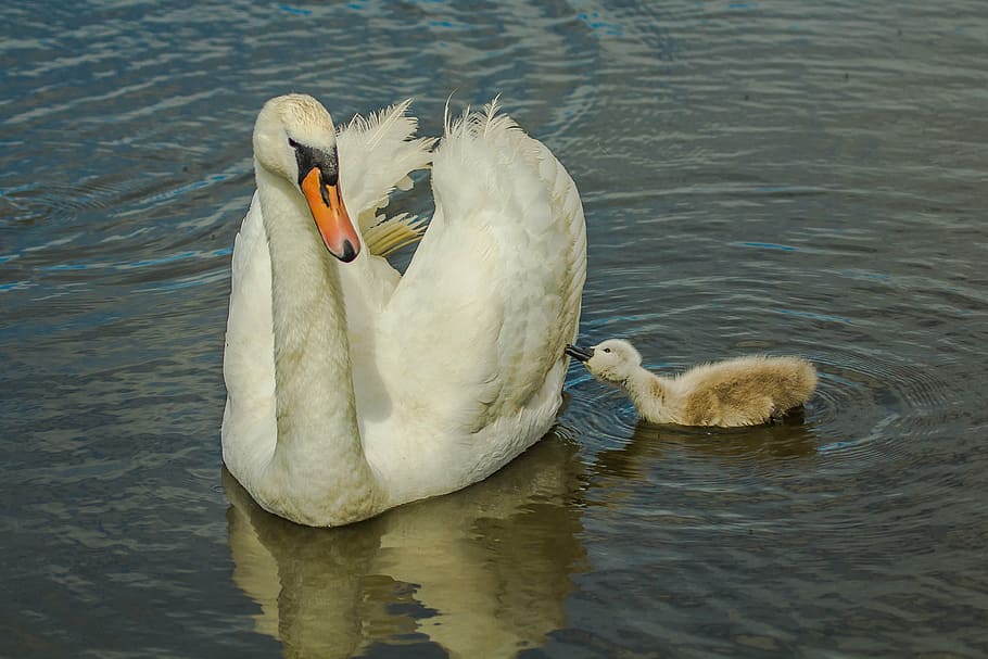 white duck swimming on body of water, swans, wild nature, bird HD wallpaper