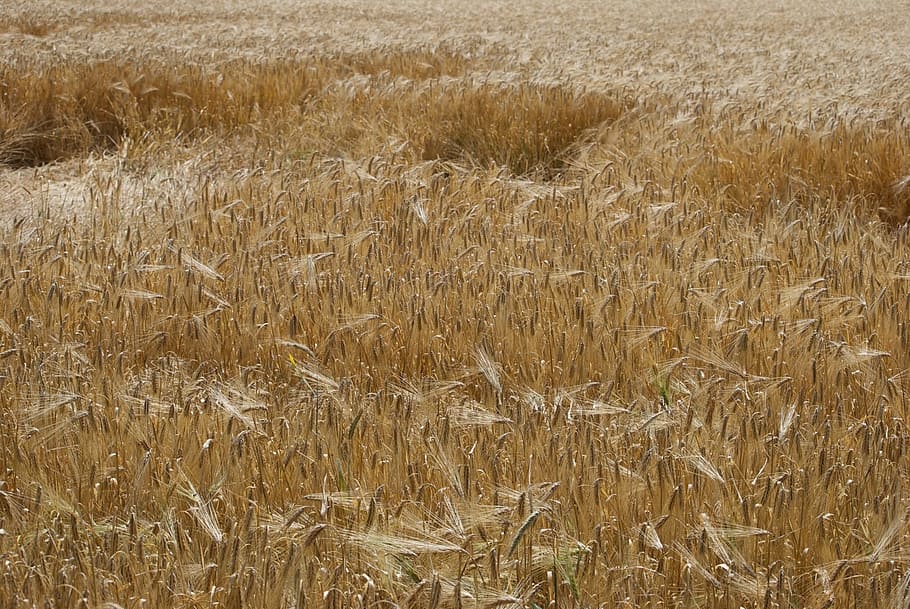 Cornfield, Plant, summer, agriculture, nature, wheat, crop HD wallpaper