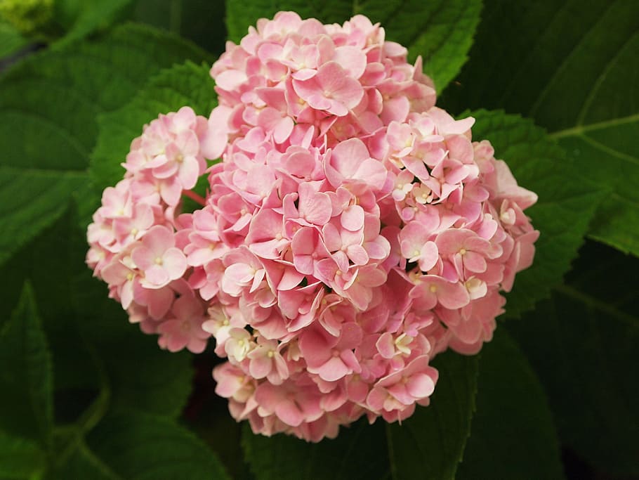 Flowers, Hydrangeas, Tree, Pink, Nature, beauty, romance, pink color HD wallpaper