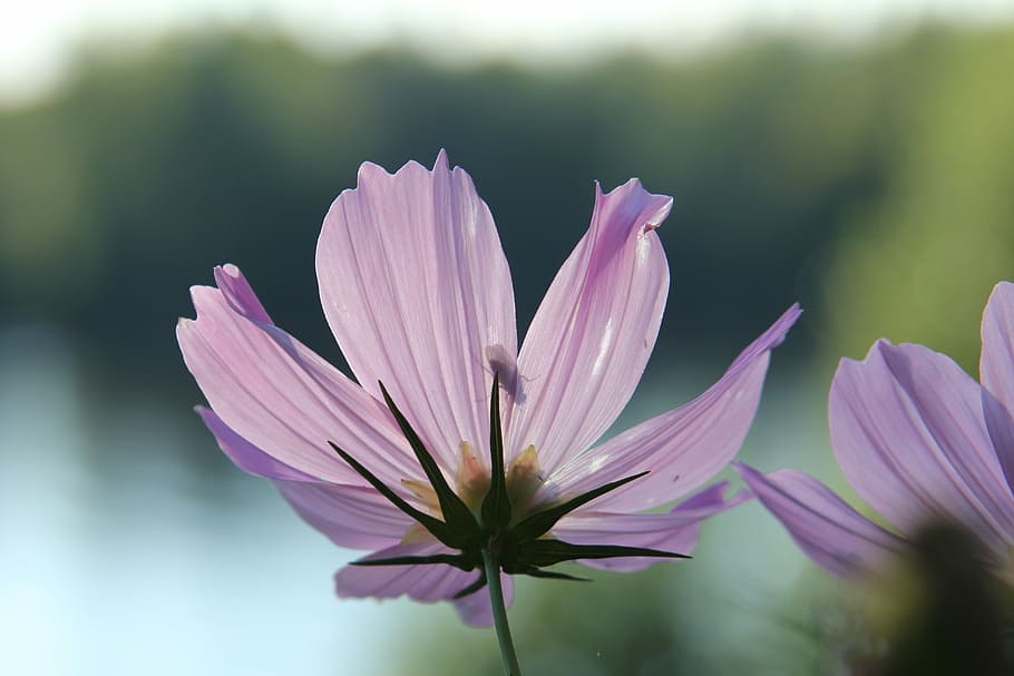nature, flower, flora, summer, garden, blooming, closeup, beautiful HD wallpaper