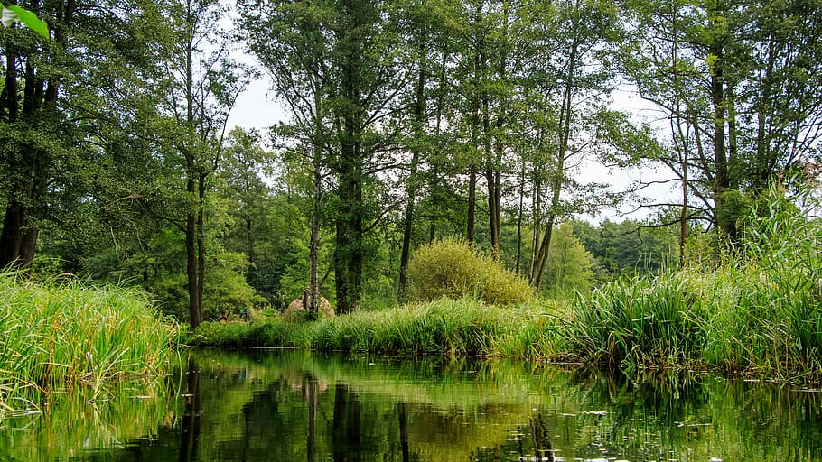 spreewald, channels, depth, trees, landscape, forest, river HD wallpaper