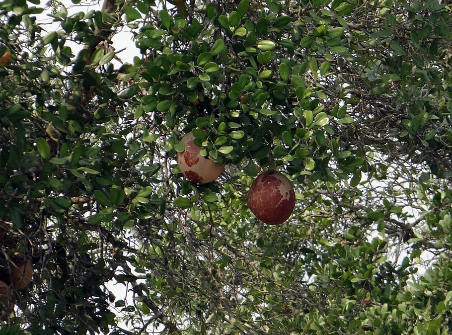Dhundhul, Dhundal Tree, mangrove cannon-ball tree, xylocarpus granatum, HD wallpaper