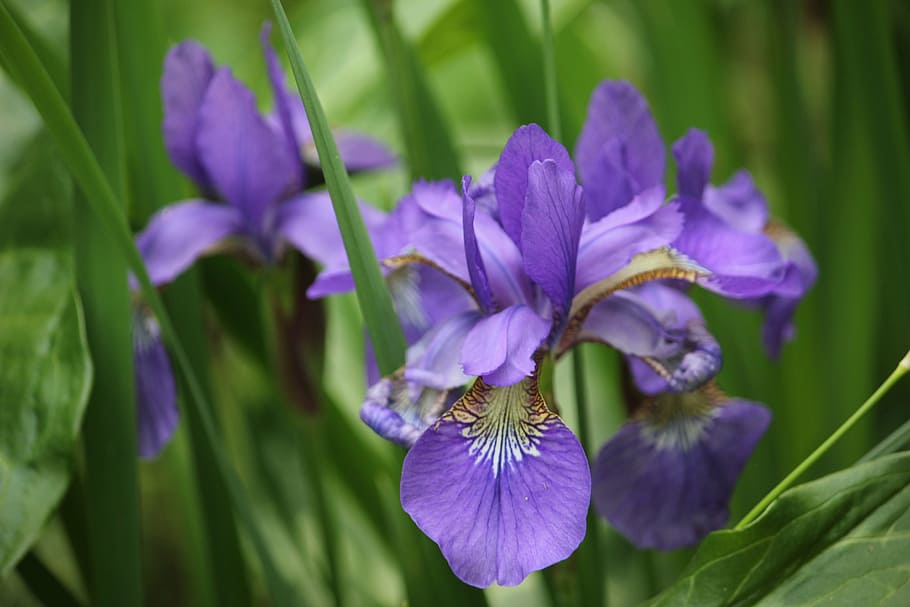iris, flower, purple, floral, spring, garden, bloom, petal, HD wallpaper