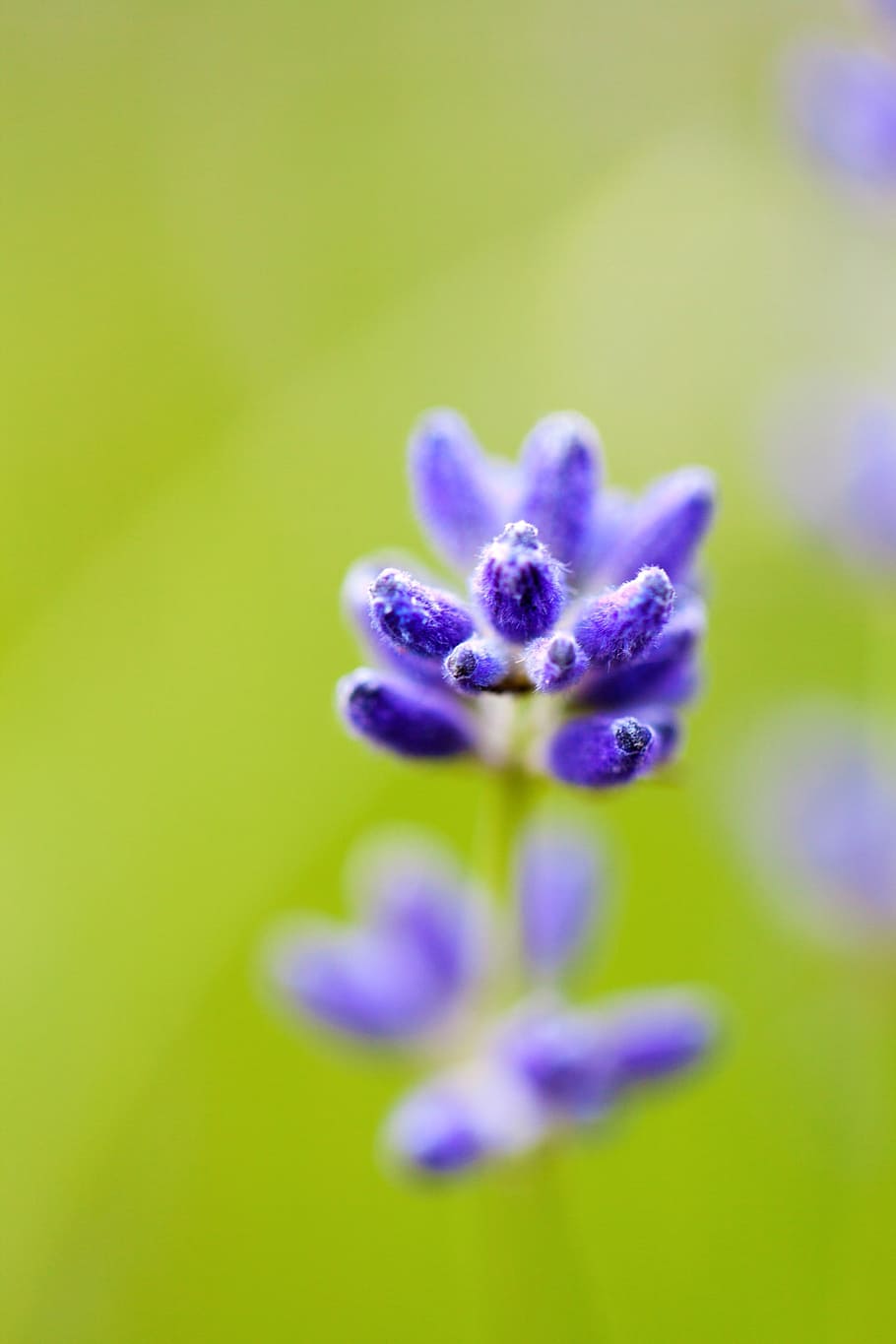 blurred background, bloom, close, flora, floral, flower, fresh HD wallpaper