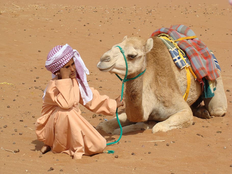 bedouin, camel, desert, nature, sand, camel-driver, mammal, HD wallpaper