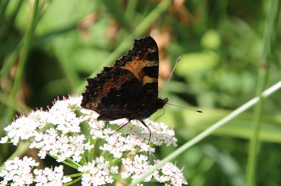 butterfly, public record, flower, animal themes, animals in the wild HD wallpaper