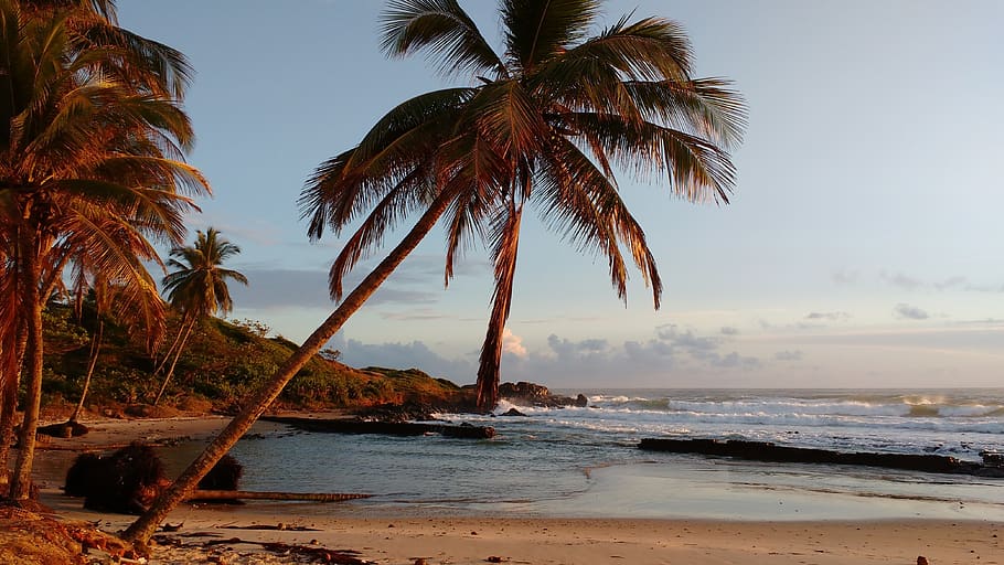 islets, beach, sol, water, sea, land, palm tree, sky, tropical climate HD wallpaper