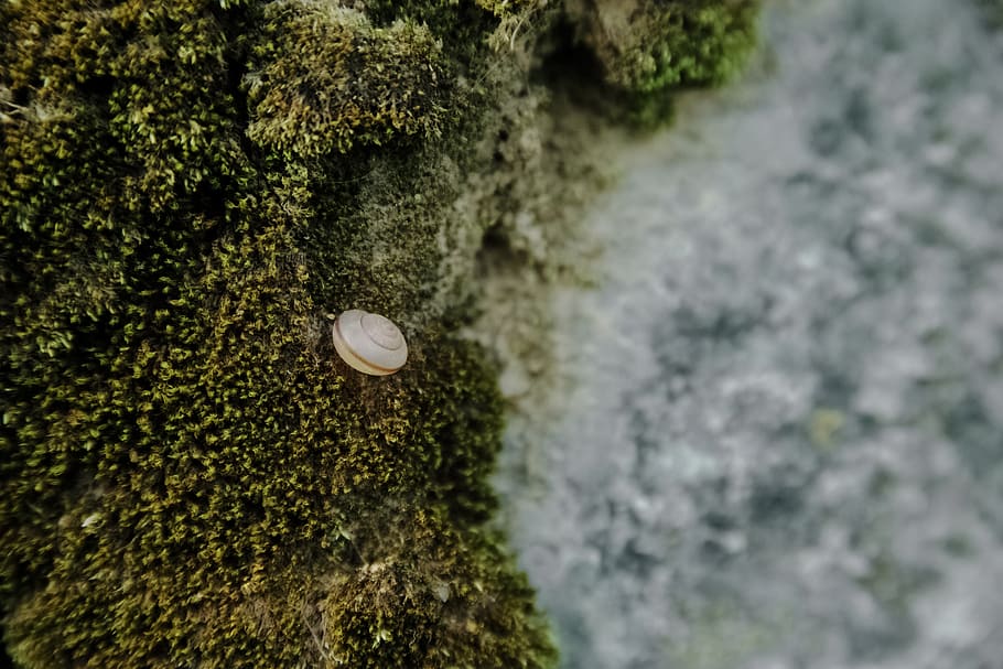 shell, snail, texture, tiny, plant, moss, nature, no people HD wallpaper