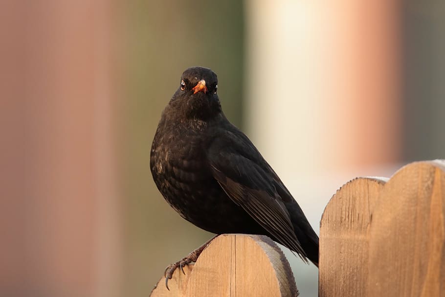 blackbird, songbird, blackbird male, nature, animal, animal themes