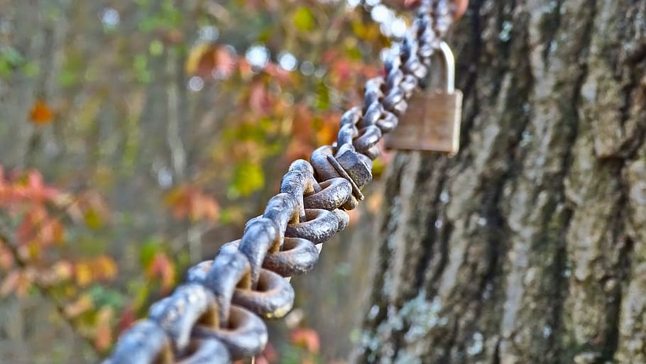 chain, lock, gate, nature, tree, wood, outdoors, iron, perspective, HD wallpaper